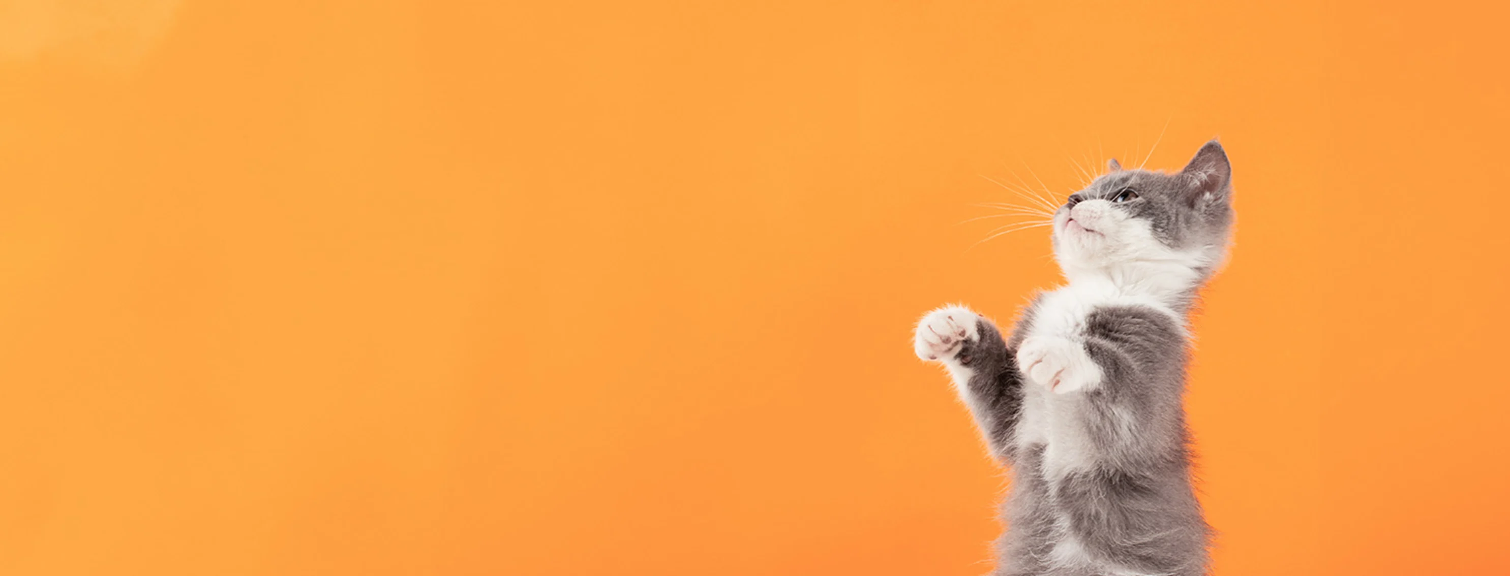 A grey kitten playing in front of an orange backdrop